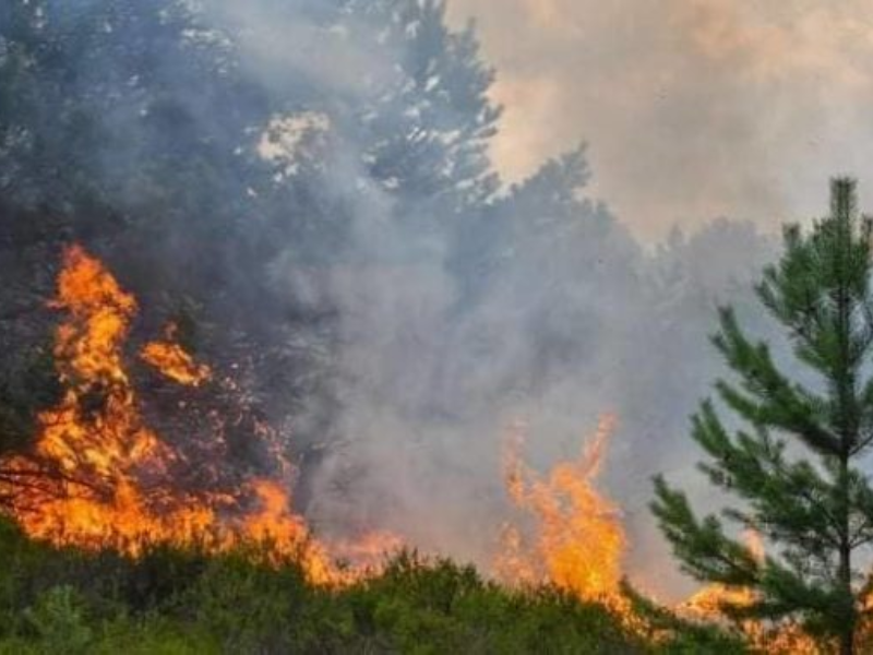 حريق "عين لحصن" يلتهم أكثر من 20 هكتارًا والسلطات توقف مشتبهًا فيه حريق "عين لحصن" يلتهم أكثر من 20 هكتارًا والسلطات توقف مشتبهًا فيه