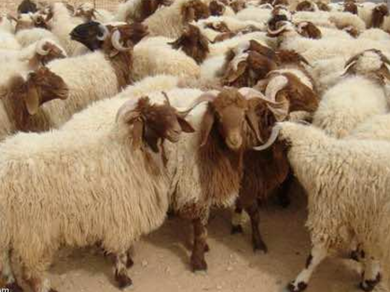 الماشية في قلب السياسات العمومية : الدولة تعبّئ 700 مليون درهم لإنقاذ القطيع الوطني الماشية في قلب السياسات العمومية : الدولة تعبّئ 700 مليون درهم لإنقاذ القطيع الوطني