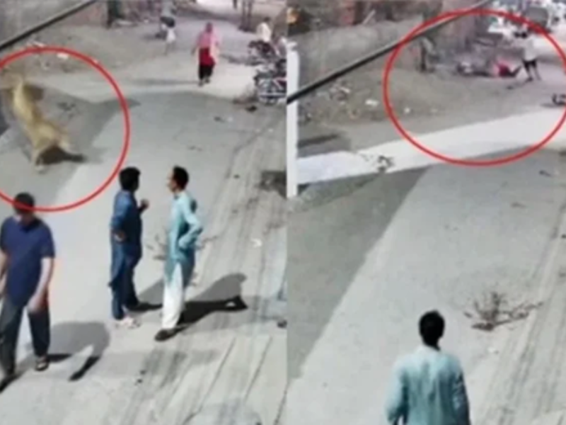 حادثة أسد هارب في لاهور تُشعل الجدل حول تربية الحيوانات المفترسة في المناطق السكنية