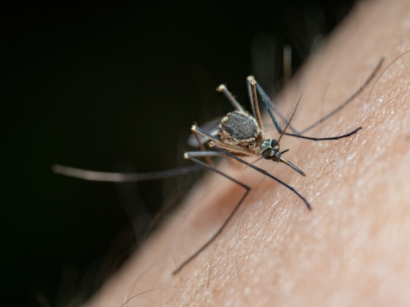 ارتفاع حالات الإصابة بحمى شيكونغونيا في مقاطعة قوانغدونغ الصينية ارتفاع حالات الإصابة بحمى شيكونغونيا في مقاطعة قوانغدونغ الصينية