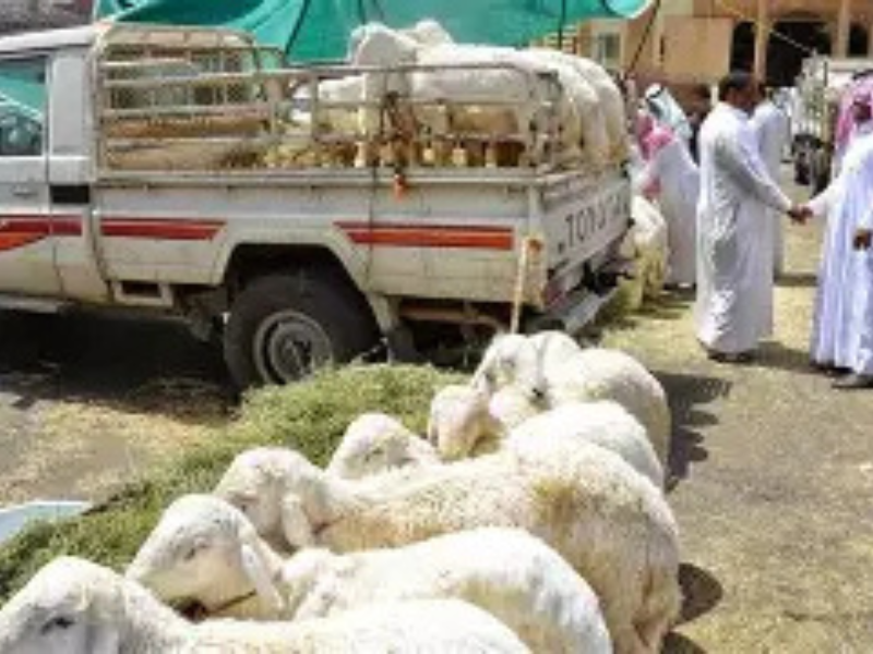 تسجيل ارتفاع في أعداد رؤوس الماشية على الصعيد الوطني