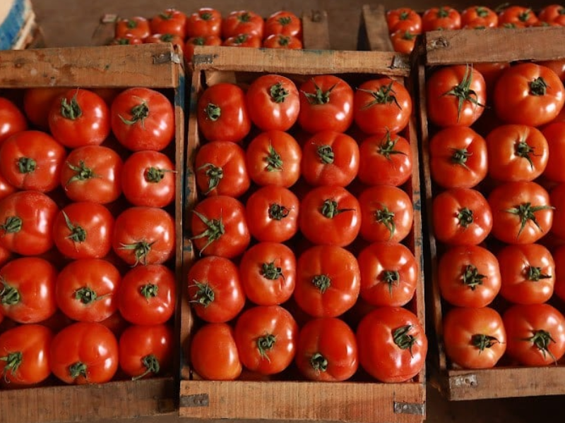 RASFF يطلق إنذارا عاجلا لشحنة طماطم كرزية مغربية بعد رصد تلوث بمعدن غير محدد