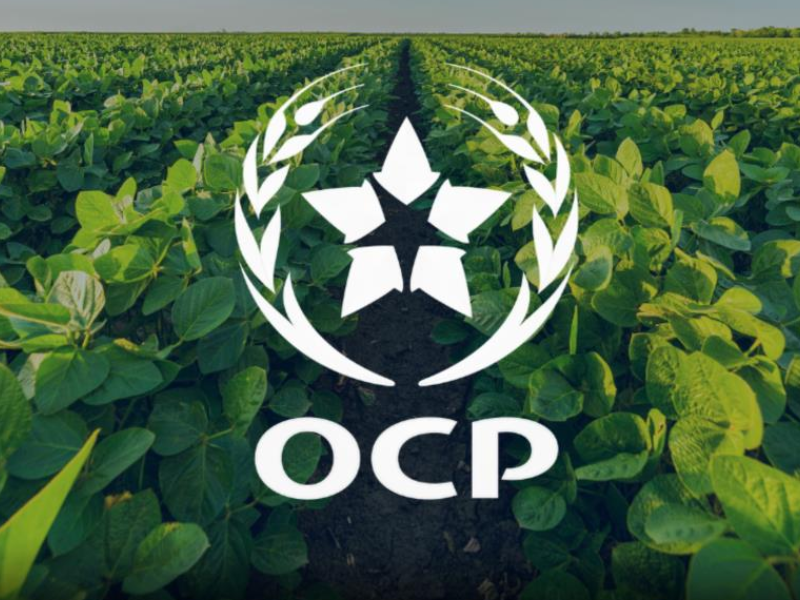 OCP تقود التحول الزراعي المستدام عالميًا بتعزيز مكانتها في سوق الأسمدة والحلول المتخصصة