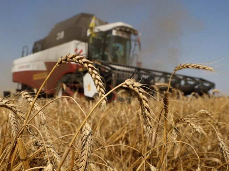 المغرب يعتزم استيراد أكثر من 3 ملايين طن من القمح الفرنسي هذا الموسم