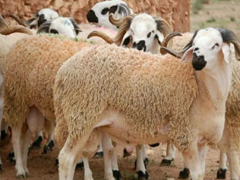 دعم مباشر غير مسبوق لمربي الماشية في المغرب بميزانية 13 مليار درهم دعم مباشر غير مسبوق لمربي الماشية في المغرب بميزانية 13 مليار درهم