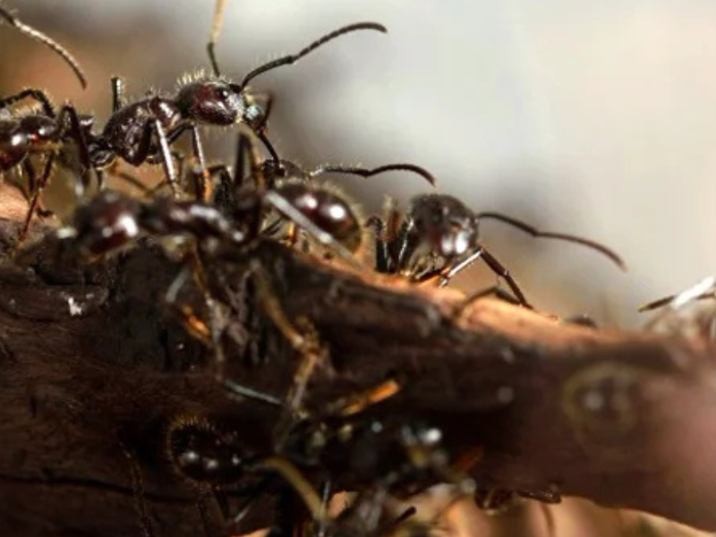 النمل يتقن "التباعد الاجتماعي" قبل البشر: كيف تحمي أعشاشه من الأمراض؟