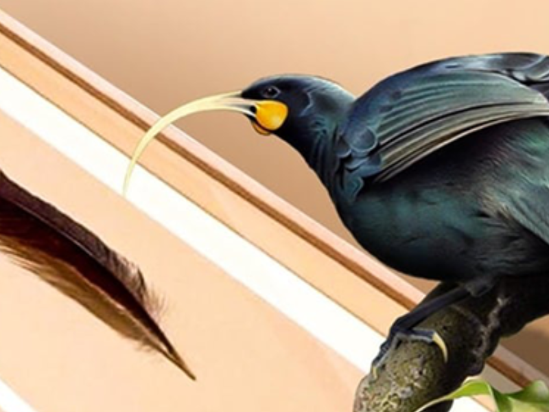 بيع ريشة نادرة لطائر منقرض في نيوزيلندا بـ46 ألف دولار… أغلى ريشة في العالم