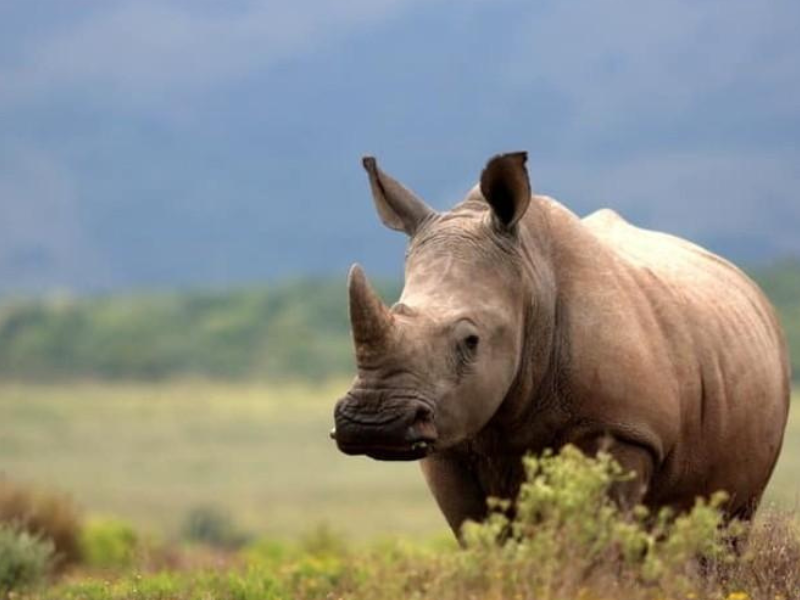 وحيد القرن… كنز الطبيعة المهدد بالاندثار