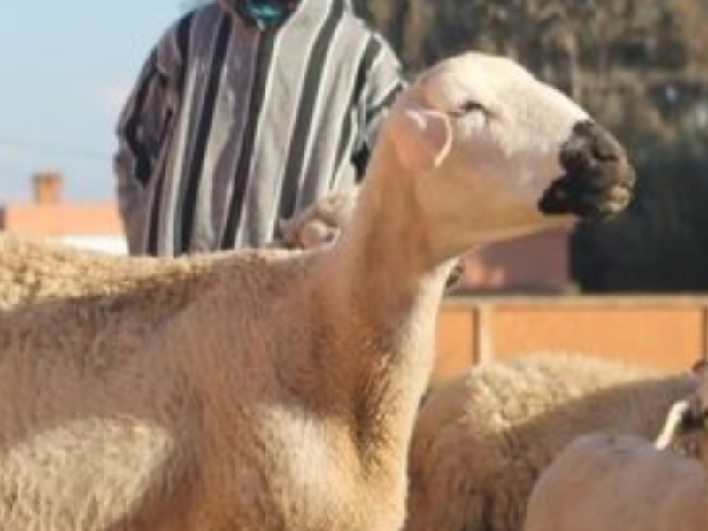 580 ألف مربي ماشية يستفيدون من الدعم المباشر ب2,42 مليار درهم