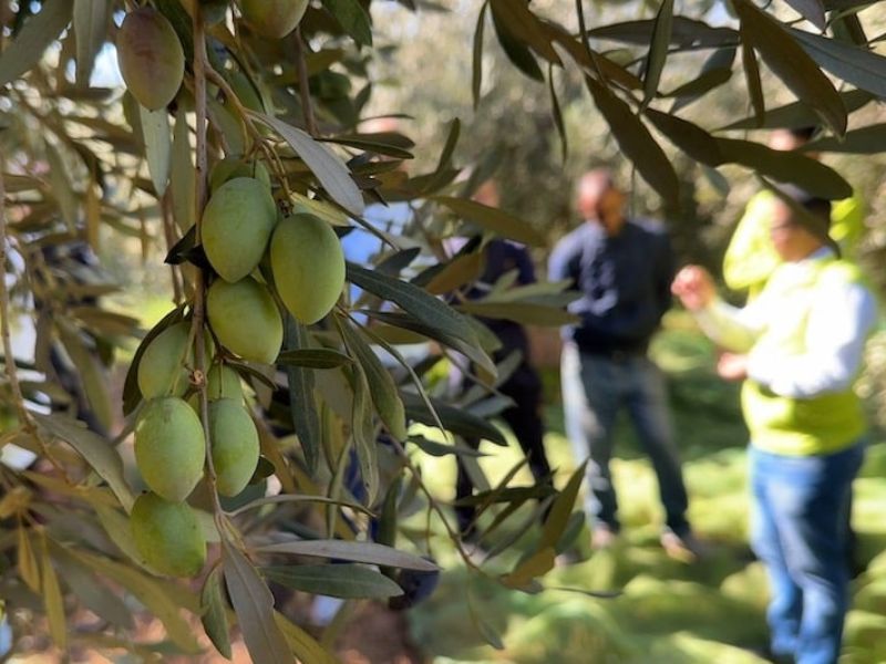 بني ملال.. نتائج غير مسبوقة لمنصات “المثمر” للزيتون بأم البخت تؤكد نجاعة الفلاحة المستدامة