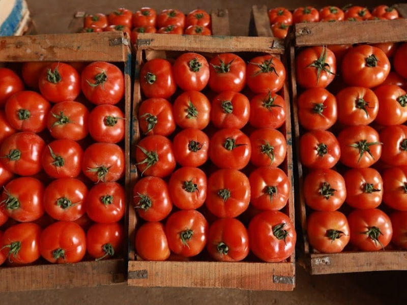 الصادرات المغربية تحقق رقما قياسيا في الطماطم نحو أيرلندا بقيمة 7.5 ملايين دولار