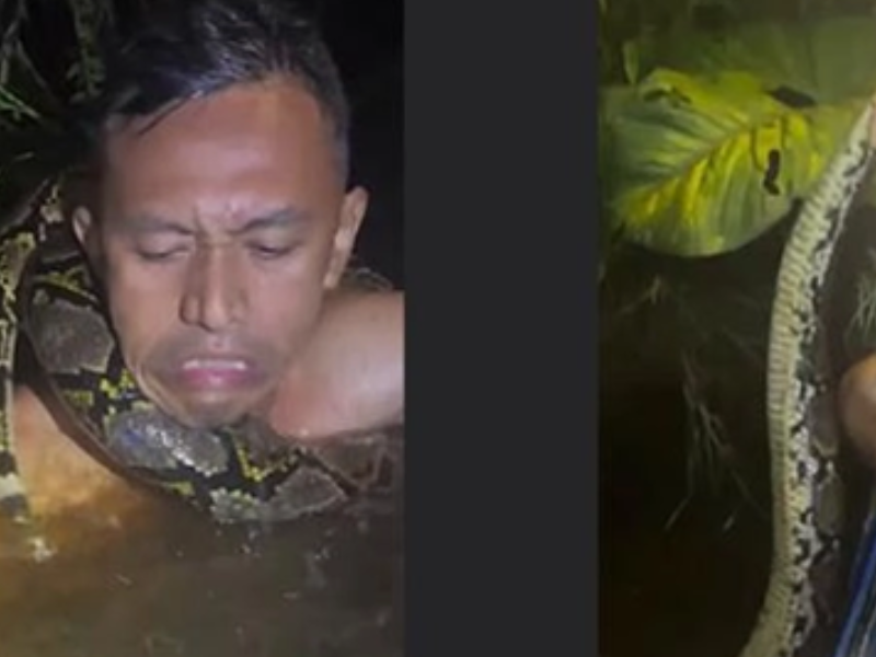 نجات مرشد سياحي في إندونيسيا بعد هجوم ثعبان ضخم على نهر بورنيو