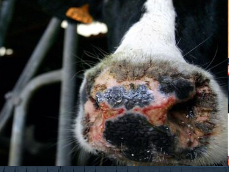 إيرلندا الشمالية تحقق في تفش محتمل لفيروس “اللسان الأزرق” بين الأبقار