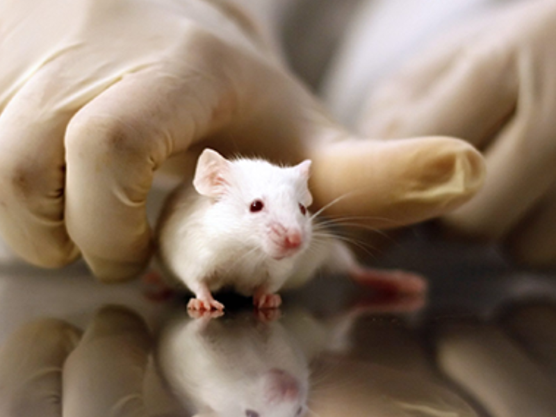 بريطانيا تعلن خطة لتسريع الاستغناء عن التجارب على الحيوانات باستخدام الذكاء الاصطناعي والتقنيات الحيوية