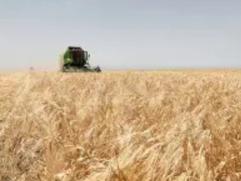 المغرب ضمن أكبر مستوردي الحبوب عالميًا: أهمية استراتيجية وطنية للأمن الغذائي