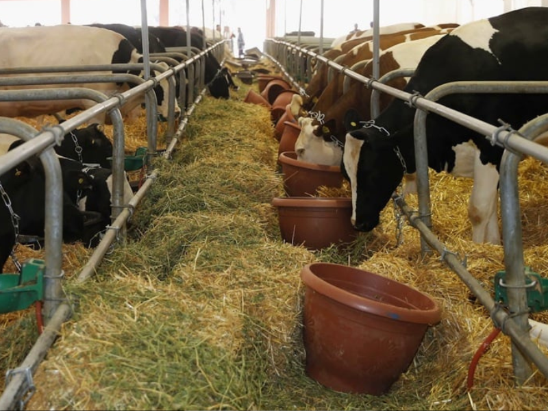 جدل حول جودة الأعلاف في المغرب يضع وزير الفلاحة أمام تحديات جديدة