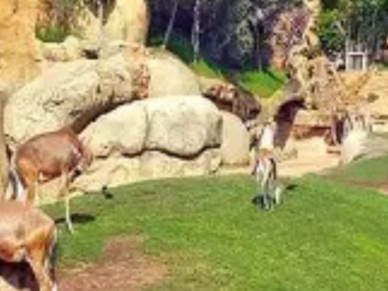 إعادة افتتاح حديقة حيوان عين السبع في 22 ديسمبر بعد أعمال تجديد واسعة