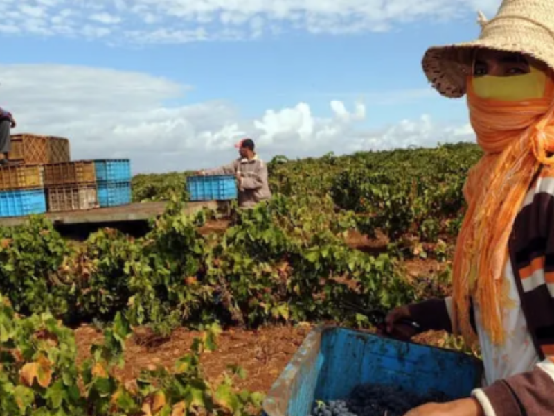 الحكومة تصادق على رفع الحد الأدنى للأجور بنسبة 5% في القطاعات الفلاحية وغير الفلاحية