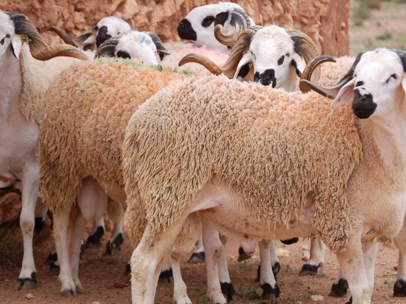 "63٪ أغنام و35٪ ماعز في عملية إعادة تكوين القطيع الوطني بإقليم تاوريرت"