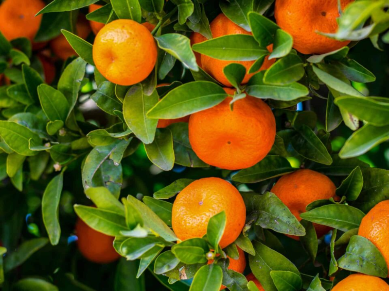 صادرات المغرب من الحمضيات إلى ألمانيا تتجاوز 12 مليون دولار بزيادة 60% خلال موسم واحد