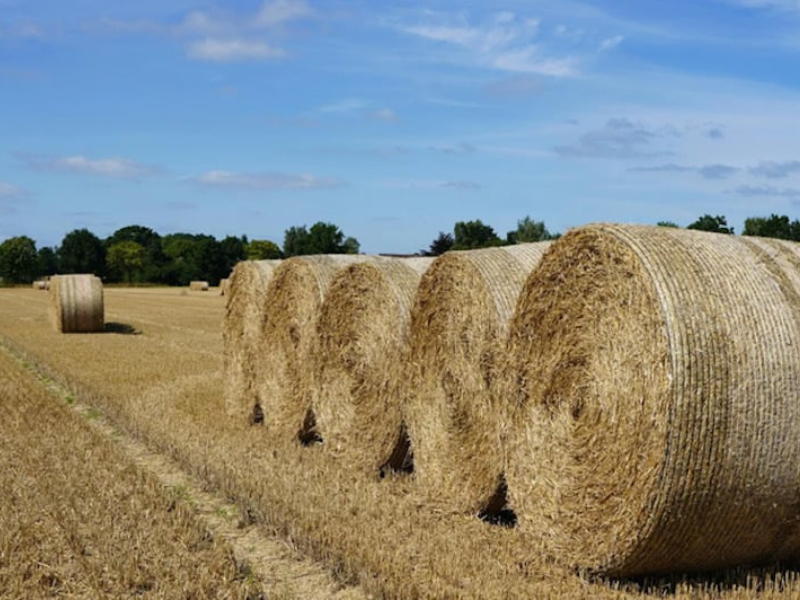 المغرب والبرازيل يعززان التعاون الزراعي وتصدير التبن واللحوم إلى الأسواق المغربية