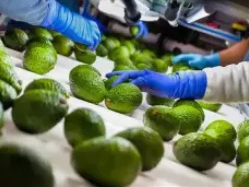 ​المغرب يسجل رقمًا قياسيًا في صادرات الأفوكادو ويعزز مكانته عالميًا