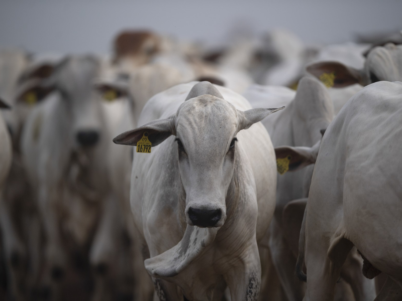 المغرب يعزز وارداته من الماشية الحية :  4.600 رأس من البرازيل خلال شهر واحد