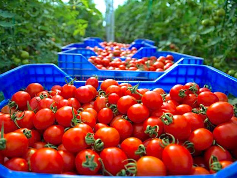 مفاوضات مغربية-بريطانية لإعادة النظر في التعريفات الجمركية للمنتوجات الفلاحية بعد البريكست