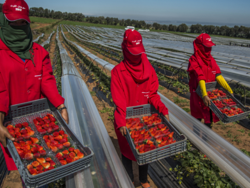 إسبانيا توظف 25 ألف عامل موسمي من خارج الاتحاد الأوروبي والمغرب في الصدارة