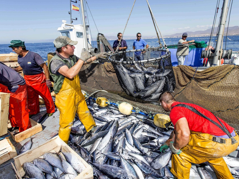 رقمنة قطاع الصيد البحري : رهان جديد لتنظيم السوق وحماية الثروة السمكية