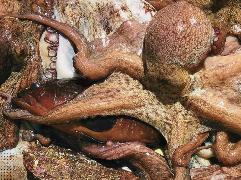 المغرب يسجل نتائج إيجابية في الموسم الشتوي لصيد الأخطبوط 2026