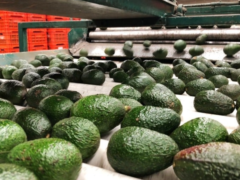 المغرب يوسع صادراته الزراعية لأوروبا.. والأفوكادو يتصدر القائمة