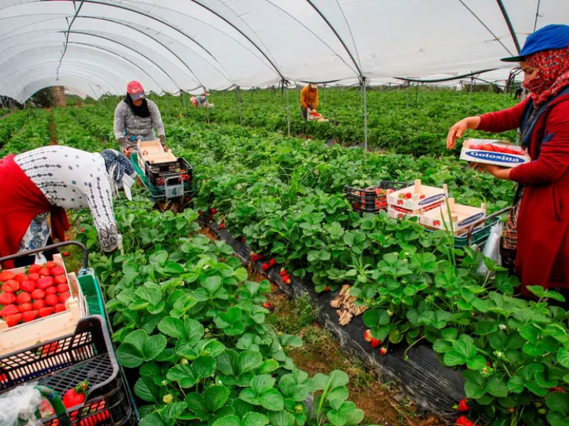 وصول 420 عاملة مغربية إلى هويلفا ضمن موسم فلاحي سيستقبل 21.496 عاملاً من 8 دول