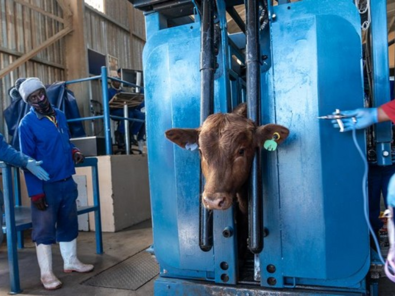 جنوب إفريقيا تعلن حالة الطوارئ للحمى القلاعية بعد تفشي واسع للوباء