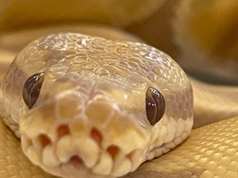 محكمة بريطانية تحظر رجلًا من اقتناء الحيوانات بعد إساءة قاسية لأفعى وكلاب