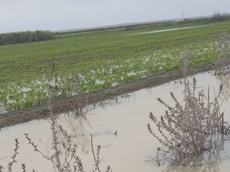 التساقطات الغزيرة تهدد المحاصيل الزراعية بجهة طنجة وأزمة وشيكة للشمندر السكري
