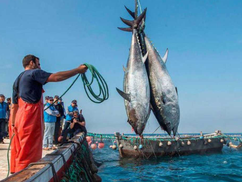 مفرغات الصيد البحري بميناء المضيق ترتفع بـ39 في المائة