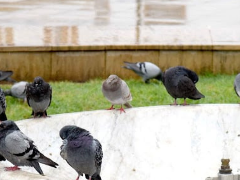 تساقطات مطرية متفاوتة بالمملكة خلال الـ 24 ساعة الماضية