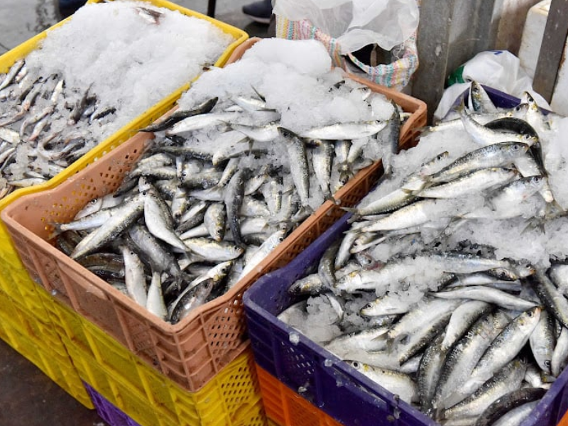 إجراءات عاجلة لضمان توفر السردين في رمضان.. تفعيل “الحوت بثمن معقول” ومنع التصدير