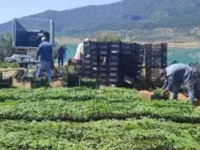 شفشاون تحتضن أول وحدة مغربية لتحويل القنب الطبي باستثمار 145 مليون درهم