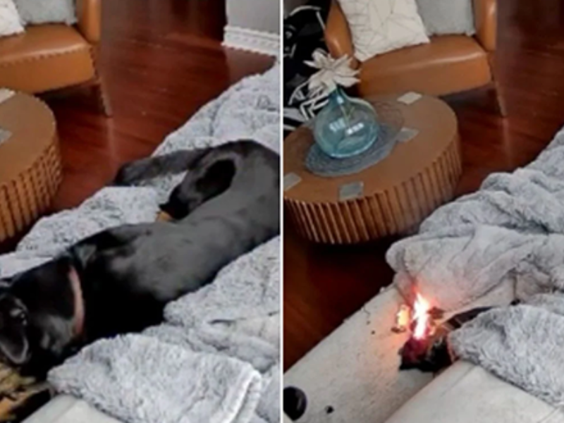 كلبة تتسبب في اندلاع حريق بمنزل في أوتاوا… والسلطات تحذّر من مخاطر بطاريات الليثيوم