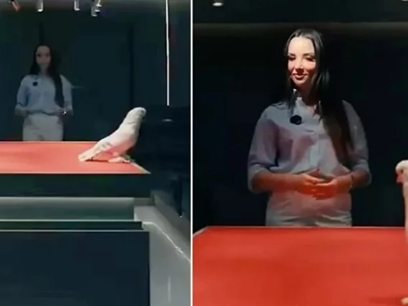 حمامة تُباع بثمن سيارتين فاخرتين: صفقة “مليونية” تُشعل سوق تربية الحمام في تركيا