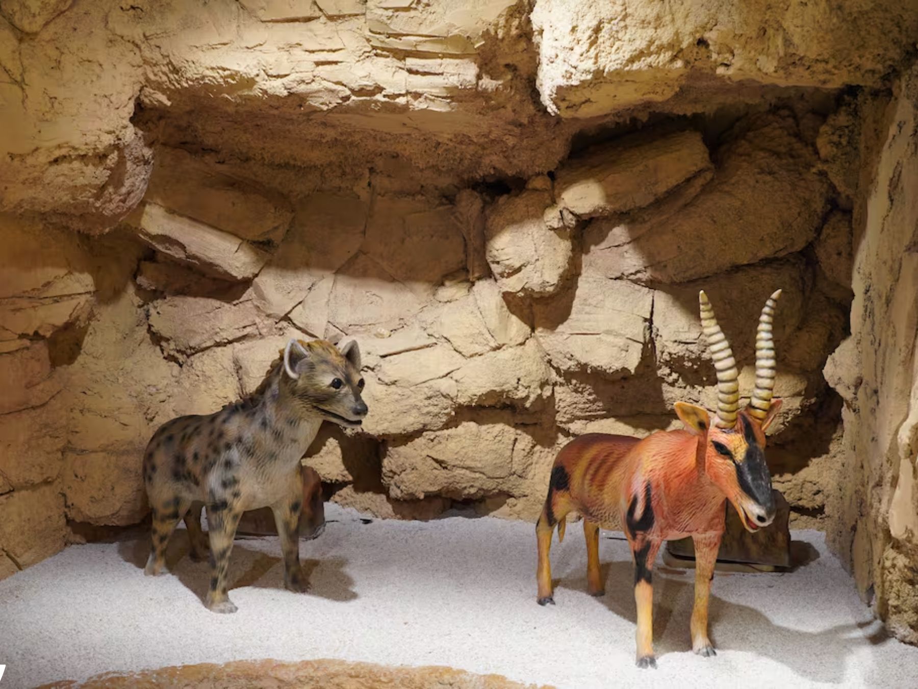 المنتزه الأركيولوجي سيدي عبد الرحمان… حين تقودك الخطوات إلى فجر الإنسانية