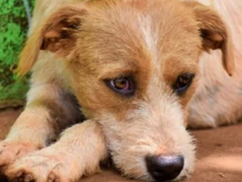 كلب صيني يُصبح رمزاً للوفاء بعد وفاة صاحبه في شنغهاي