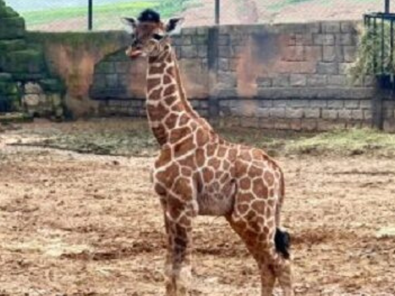 ولادة أول زرافة بالمغرب بحديقة “دريم فيلاج” بالمحمدية.. خطوة نوعية في حماية الحياة البرية