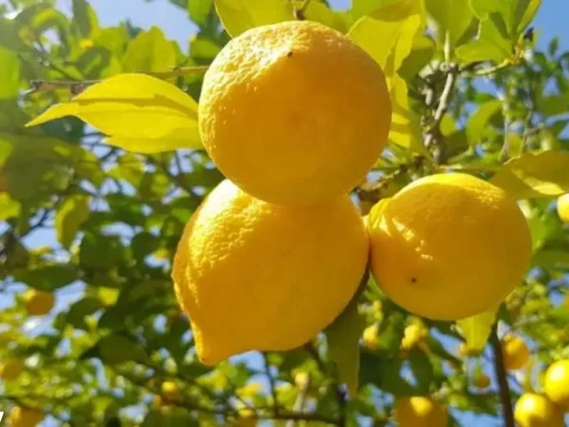 الليمون المغربي يستعيد بريقه.. صادرات تتجاوز 5 ملايين دولار وتحقق أقوى انتعاش منذ سنوات