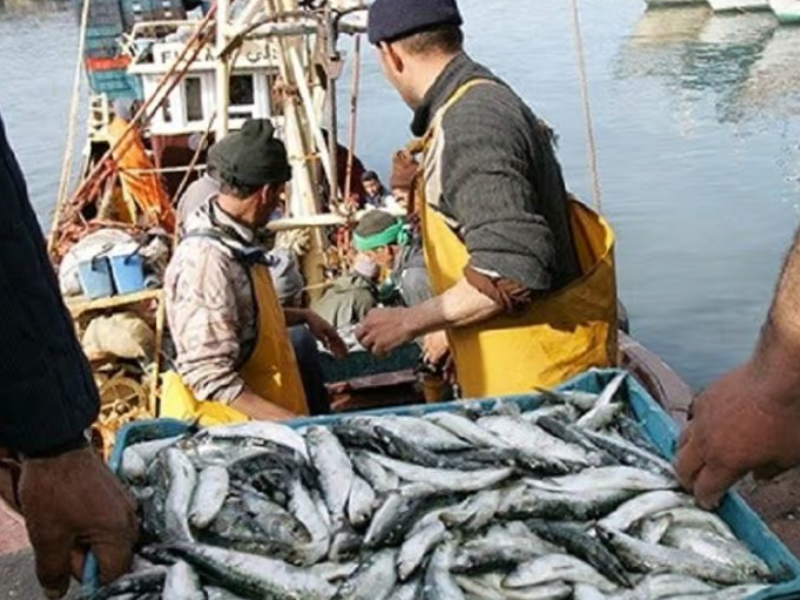 قطاع الصيد الساحلي والحرفي بالمغرب يبدأ 2026 بأداء متباين
