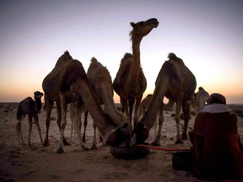 رمضان في الأقاليم الجنوبية للمملكة: تقاليد صحراوية تجمع بين الروحانية والبساطة الاجتماعية