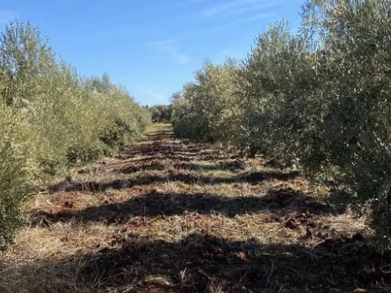 موسم زراعة الزيتون في المغرب: آفاق واعدة بفضل التساقطات المطرية واعتماد أصناف عالية المردودية