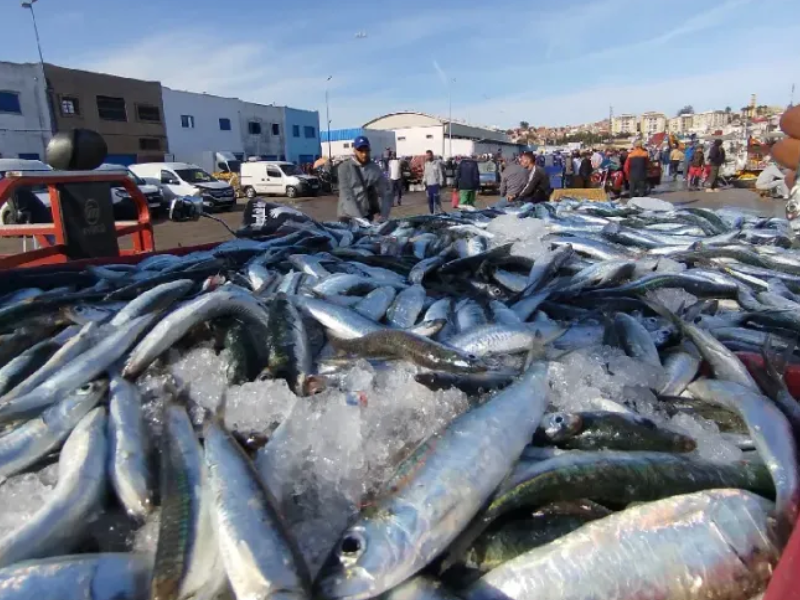 بعد الراحة البيولوجية.. انتعاش قوي لمفرغات السردين بسواحل العيون وتوقعات بوفرة العرض